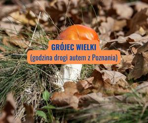 Grójec Wielki (powiat wolsztyński)