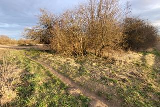 Mieszkańcy wzięli sprawy w swoje ręce i posprzątali Górkę Narodową. Pomogło im MPO