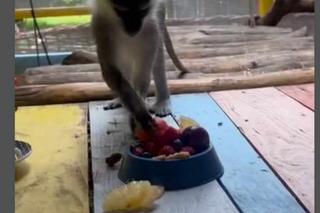  kapucynek Antos na wakacjach 