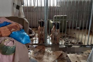 Żyły w katastrofalnych warunkach. Interwencja w hodowli bullmastiffów na Podlasiu