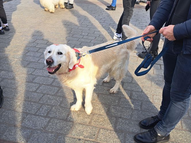 33. Finał WOŚP z grupą krakowskich Golden Retrieverów