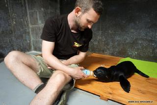 We wrocławskim zoo urodziły się nowe kotiki. To chłopiec i dziewczynka [WIDEO, ZDJĘCIA, AUDIO]