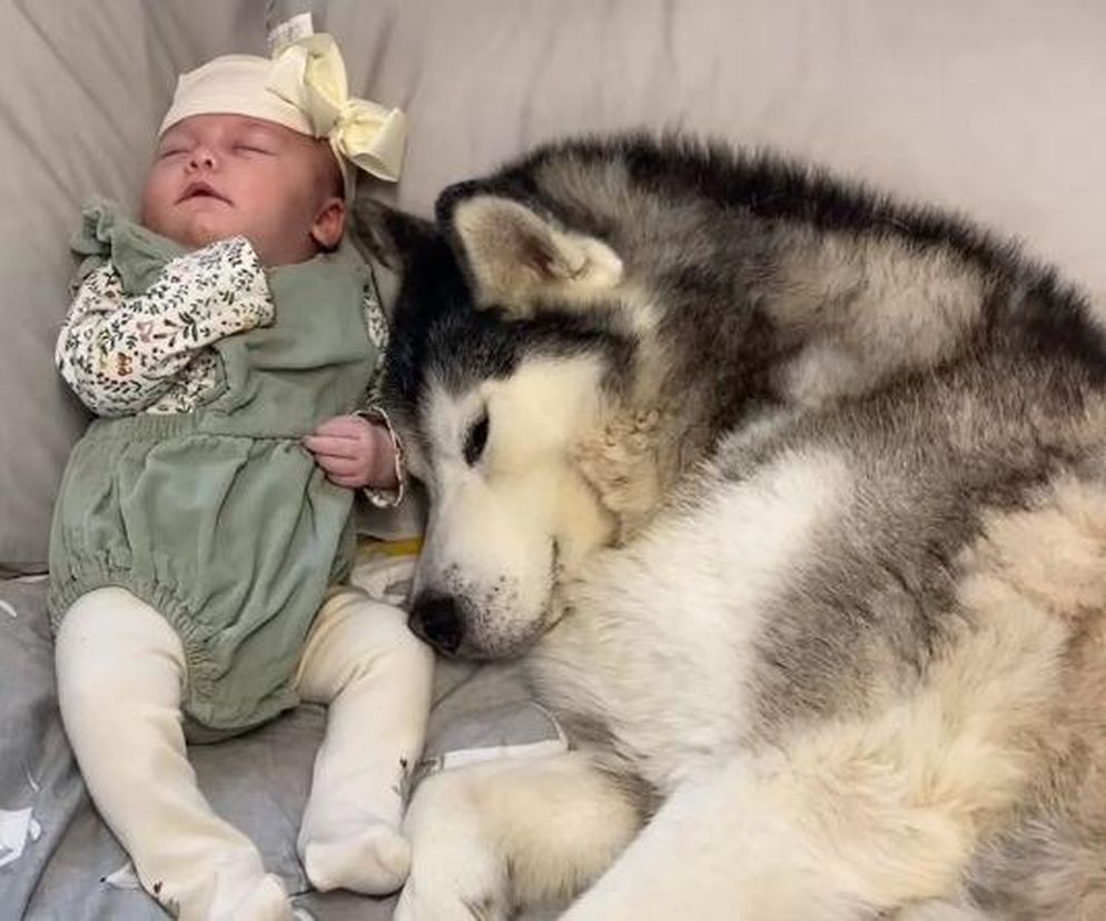 Noworodek i husky