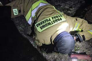 Maleństwo zaklinowało się w bobrzej norze. Wcześniej ktoś wyrzucił szczeniaki w szczerym polu