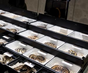 Targi egzotyki w Katowicach