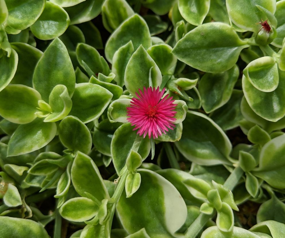 Aptenia sercolistna