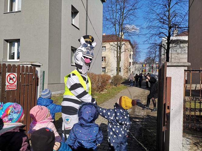 Chorzów: Zebra uczy dzieci przechodzić przez… zebrę! Straż Miejska ma nową maskotkę [ZDJĘCIA, WIDEO]