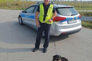 Ktoś wyrzucił psa z samochodu na S3. Przerażone zwierzę błąkało się po jezdni, uratowali je policjanci 