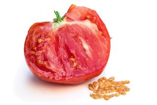 Zbieranie nasion pomidorów