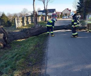 Wichury do 110 km/h atakują! Silny wiatr dotrze do Polski