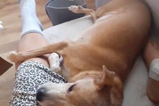 Pies bez smyczy zagryzł kundelka Dżekiego. „Przegryzł mu aortę i rozszarpał brzuch”