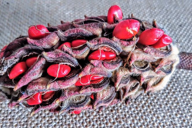 Rozmnażanie magnolii przez nasiona