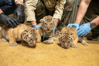 Mała tygrysica z opolskiego zoo przegrała z chorobą