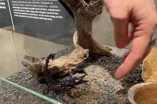 Wystawa pająków i skorpionów w Nowym Sączu