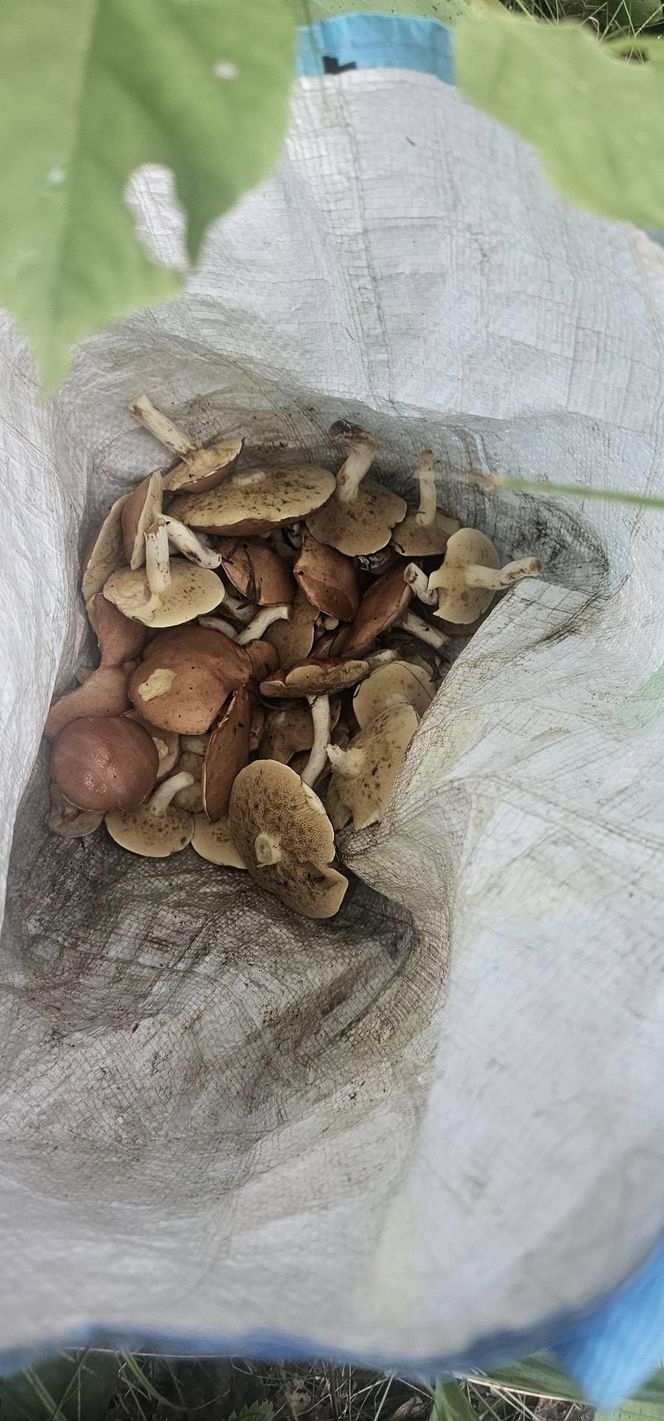 Sezon grzybowy w śląskich lasach rozpoczęty