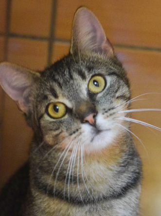 Kot do adopcji w zielonogórskim schronisku