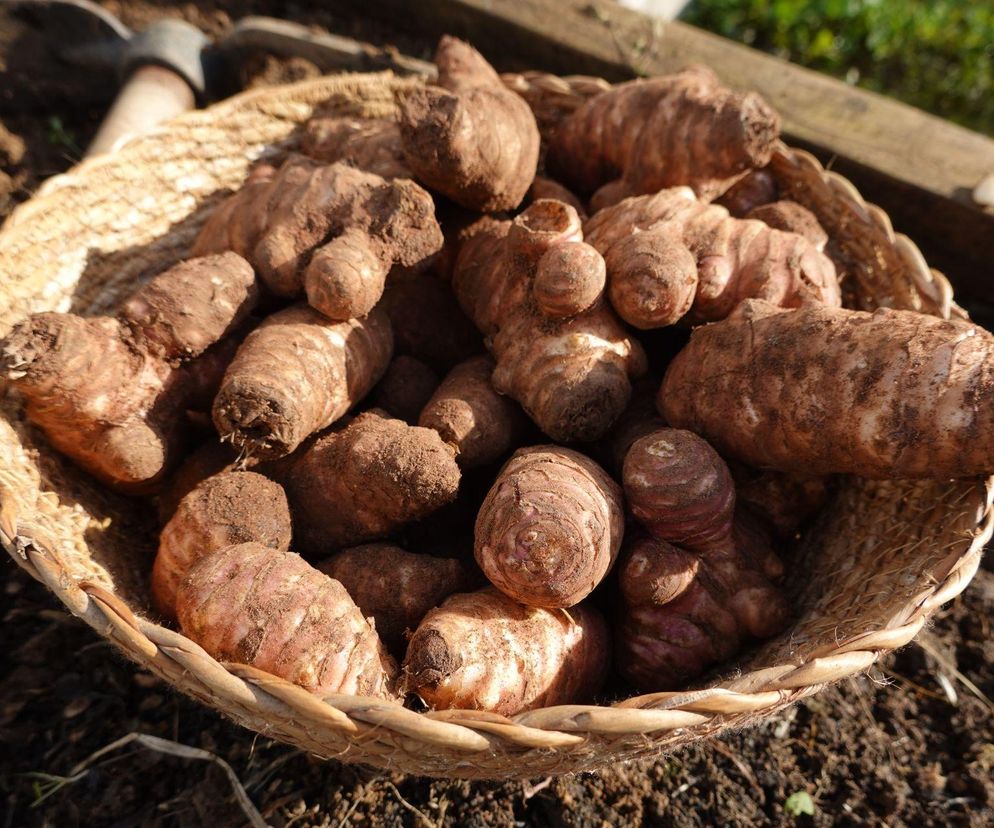 Topinambur – superfood z dawnych lat. Dlaczego słonecznik bulwiasty podbija serca mistrzów kuchni i miłośników zdrowego jedzenia