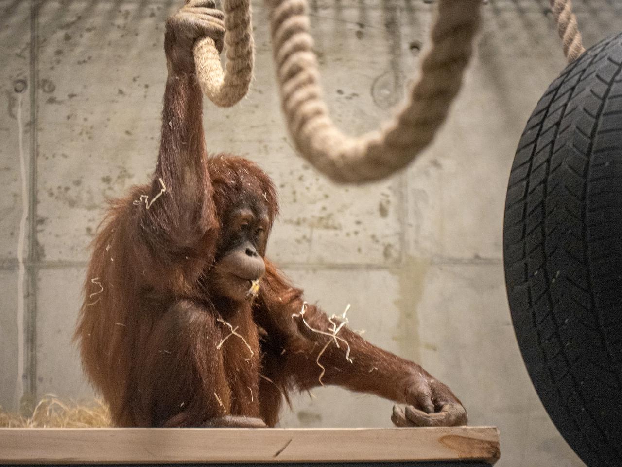 Szok! Orangutan został lekarzem. Naprawdę wyleczył chorobę