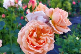 Zachwycająca przyroda i miejsca w Busku-Zdroju