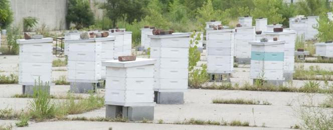 Przekierowanie, Chicago Honey Co-op