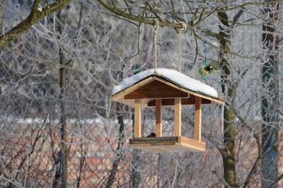 Jak dokarmiać ptaki zimą, by im nie zaszkodzić? [AUDIO]