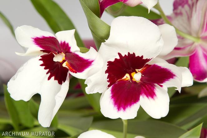 Miltoniopsis hybrydy (Miltonia), storczyk Miltoniopsis - Miltoniopsis (Miltonia)