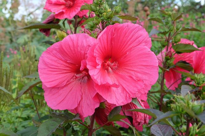 Hibiskus bagienny