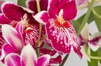 Miltonia storczyk