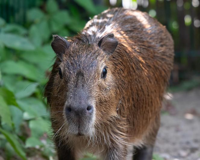 Kapibary przejmują łódzkie ZOO! Do dwóch samic dołączył samiec