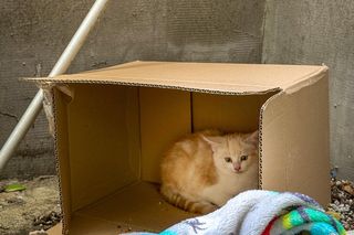 Strażacy uwolnili kotka, który wpadł do szybu okiennego