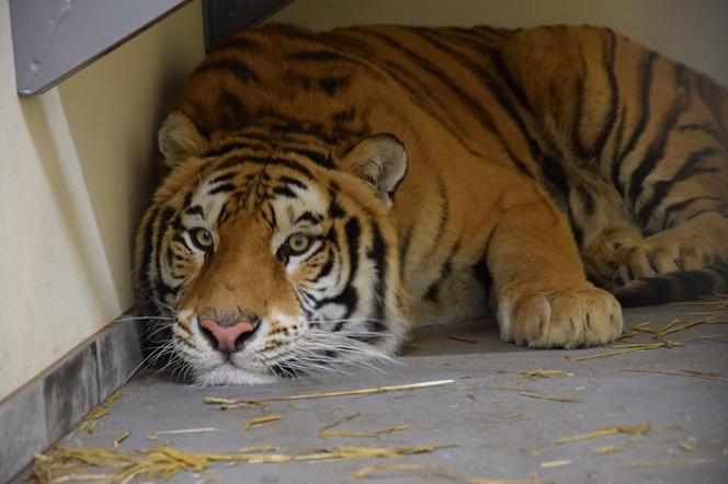 Przewozili tygrysy w nieodpowiednich warunkach, jedno zwierzę zmarło. Niedługo proces sprawców