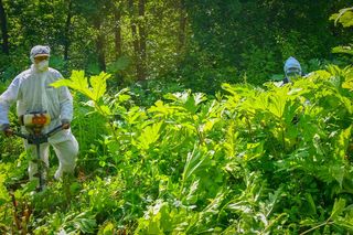 „Zemsta Stalina” pojawiła się w lasach w woj. lubelskim 