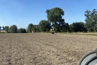 Rozwścieczony byk uciekł z gospodarstwa w Tłuchowie. Policjanci oddali strzały