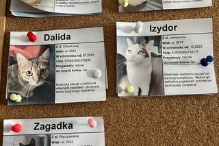 Dzień Kota w Schronisku dla Bezdomnych Zwierząt w Lublinie
