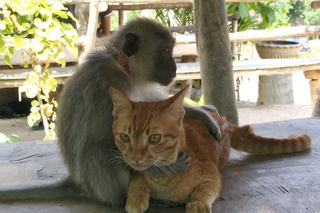 Niezwykła przyjaźń małpy z kotem