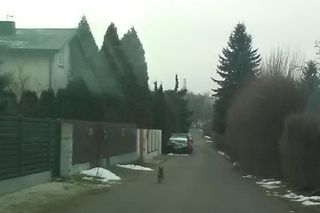 Czarny pies zwiał straży miejskiej. Uciekł  w kierunku bloków mieszkalnych
