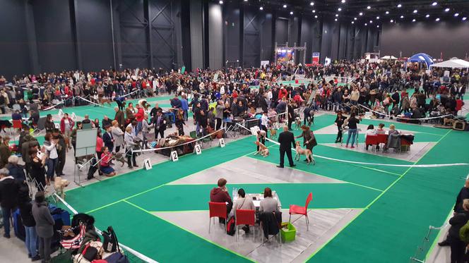 Międzynarodowa Wystawa Psów Rasowych w Bydgoszczy