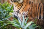 Niesamowite narodziny we wrocławskim zoo. Na świat przyszły cztery tygrysy sumatrzańskie 