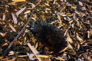 Jeże zmielone na miazgę