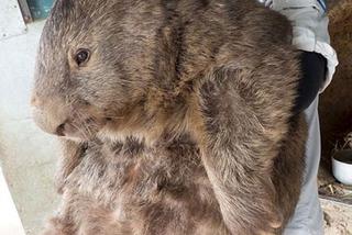 WOMBAT GIGANT