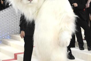 Gwiazdy błyszczały na białym dywanie