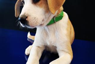 Bimber osłodzi ci życie