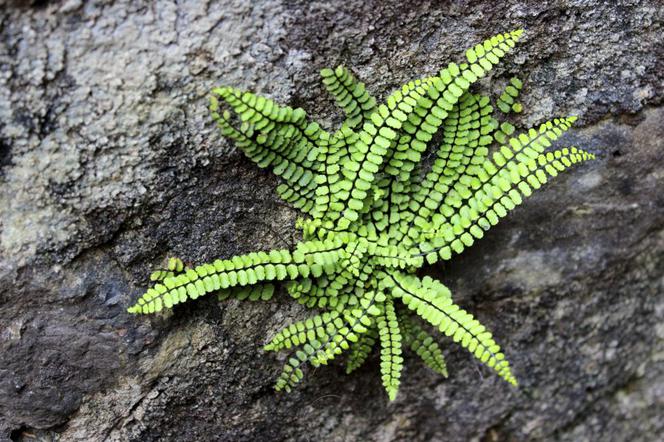 Zanokcica skalna - Asplenium trichomanes