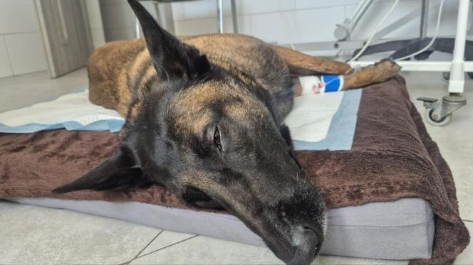 Dafne, bohaterka na czterech łapach. Bolesna diagnoza i trudna walka o zdrowie