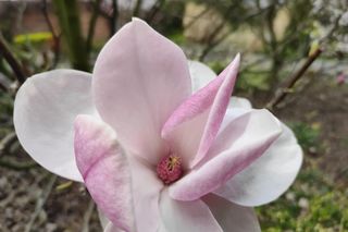 Magnolie - królowe ogrodów i skwerów 