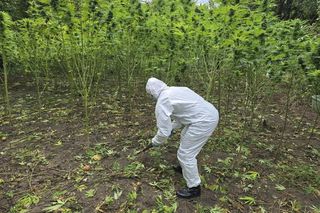 Gigantyczne plantacje marihuany w Starachowicach i Brodach