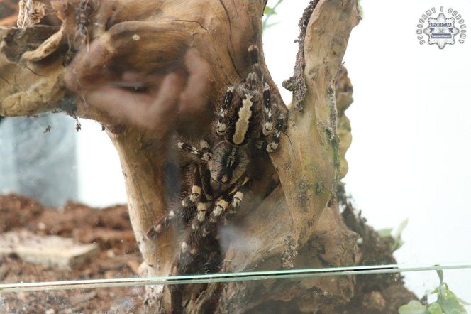 Nielegalna wystawa pająków w Świętochłowicach. Mężczyzna wpadł w policyjną sieć, grozi mu 5 lat więzienia