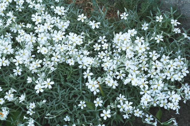 Rogownica kutnerowata - Cerastium tomentosum