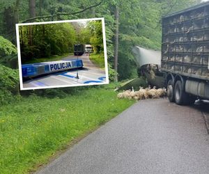 Niecodzienne zdarzenie! Z ciężarówki wypadły indyki i rozbiegły się po drodze