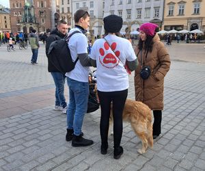 33. Finał WOŚP z grupą krakowskich Golden Retrieverów